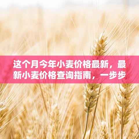 最新小麦价格查询指南,教你如何获取本月今年小麦价格信息