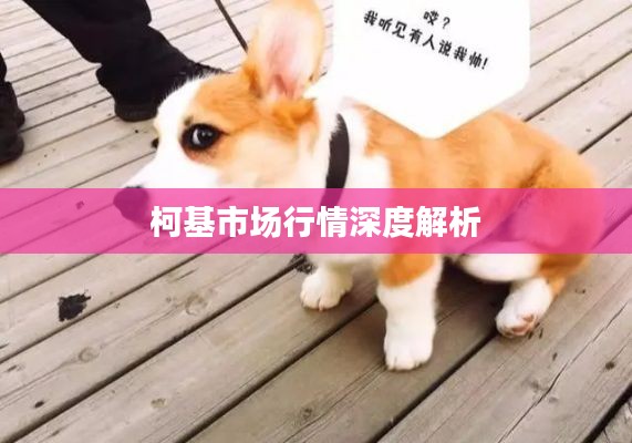 柯基市场行情深度解析