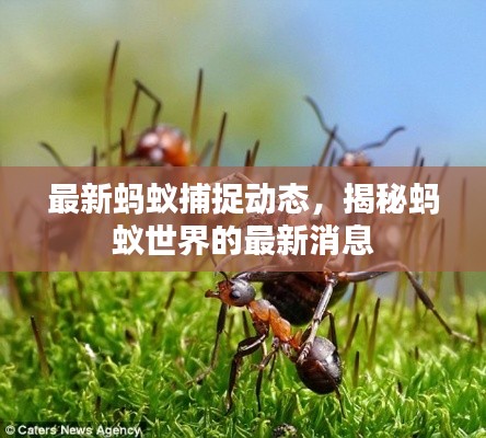 最新蚂蚁捕捉动态,揭秘蚂蚁世界的最新消息