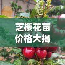 芝樱花苗价格大揭秘，价值与种植成本全解析