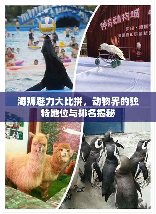 海狮魅力大比拼,动物界的独特地位与排名揭秘