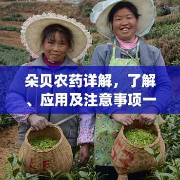 朵贝农药详解,了解、应用及注意事项一网打尽