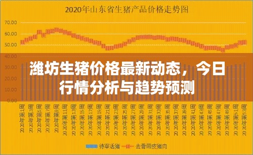 潍坊生猪价格最新动态,今日行情分析与趋势预测